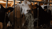 cows agolin GIF by Solar Impulse
