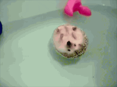 Hedgehog Swirl GIF