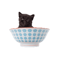 hauspanther cat black kitten blackcat Sticker