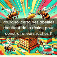 Propolis GIF by ExpliquePourquoi.com