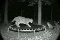 Jumping Wild Life GIF by Respective