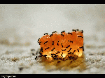 worm ants GIF