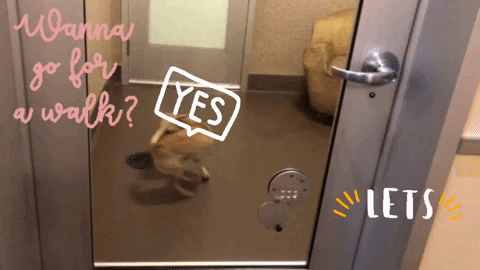 Dog Adopt GIF by Peninsula Humane Society & SPCA