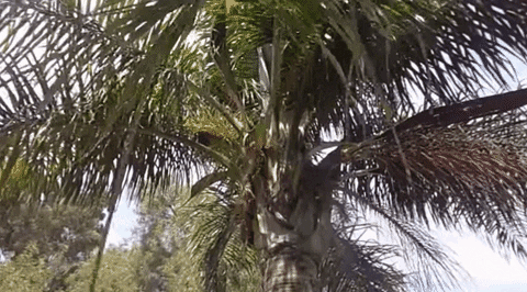 la trees GIF by alixmcalpine