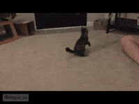 kitty GIF