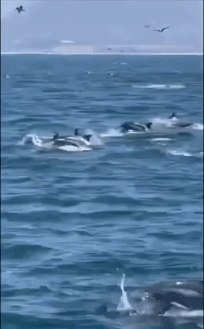 Dolphins and Birds 'Feast' in Unison