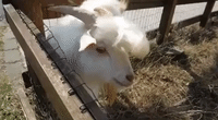 This Stylish Goat Has Better Hair Than You