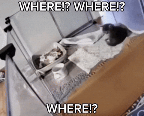 Cat Where Is It GIF