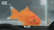 National Geographic Vet GIF by Nat Geo Wild