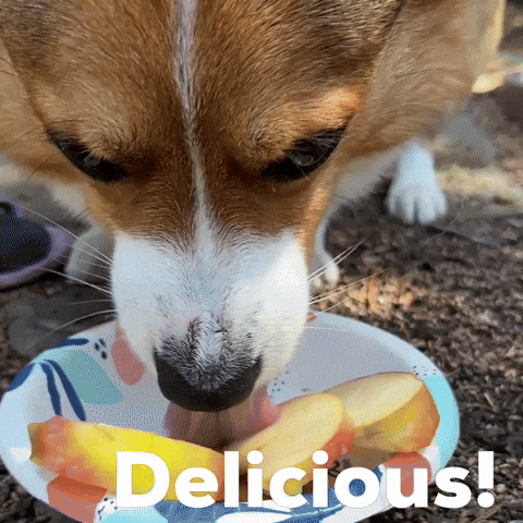 Dog Corgi GIF