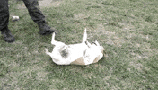 dog GIF