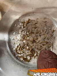 Performance Walking Bread GIF by Alex Boya