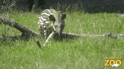 Baby Walking GIF by Brookfield Zoo