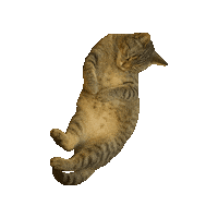 Catbelly Sticker by Lasca Fox