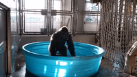 Gorilla Dances in Kiddie Pool Like Nobody's Watching (File)