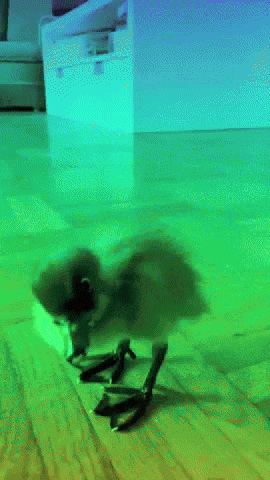 Dance Party GIF