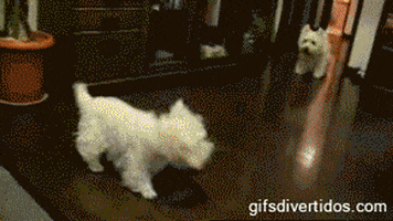 Video gif. Dog chases another dog before smartly deciding to run in the other direction to catch them coming around the corner. They collide head on, which perfectly transitions into a video of a volcano eruption.