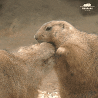 tierparkberlin i love you valentine valentines day cuddle GIF