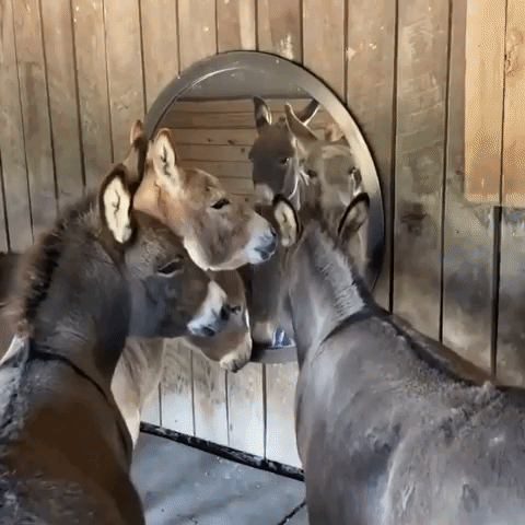 Donkeys Gather Round Mirror at Sanctuary