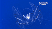 Deep Sea Rainbow GIF by Monterey Bay Aquarium