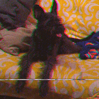 dog vhs GIF by chuber channel