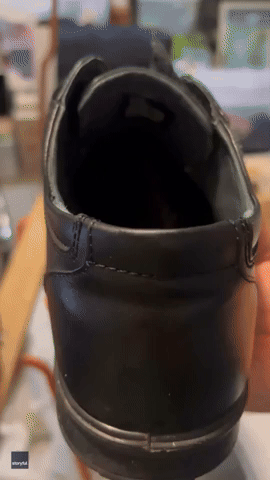 'Always Check': Gecko in Shoe Avoids Getting Squished Thanks to Careful Australian