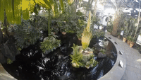 Timelapse Shows Bloom and Wither of Corpse Flower in Botanical Garden