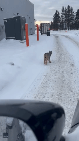 Driver Gets Stuck Behind Lynx at Ontario Drive-Thru