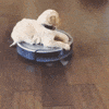 Roomba GIF