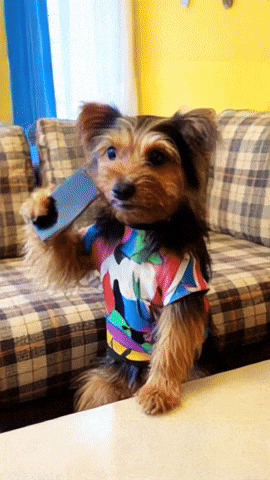 Smartphone Yorkshireterrier GIF