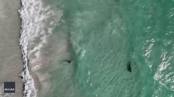 Drone Shows Tiger Shark Swimming Near Perth Beachgoers