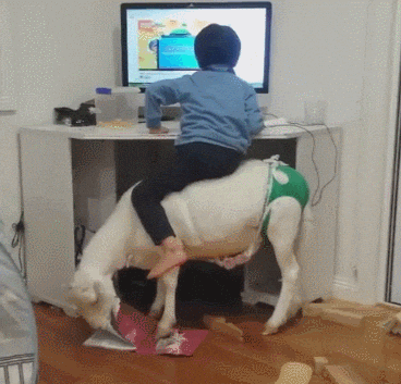 goat diaper GIF