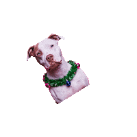 TheLovePitRescue tlp fosteringsaveslives fostersneeded dallasrescue Sticker