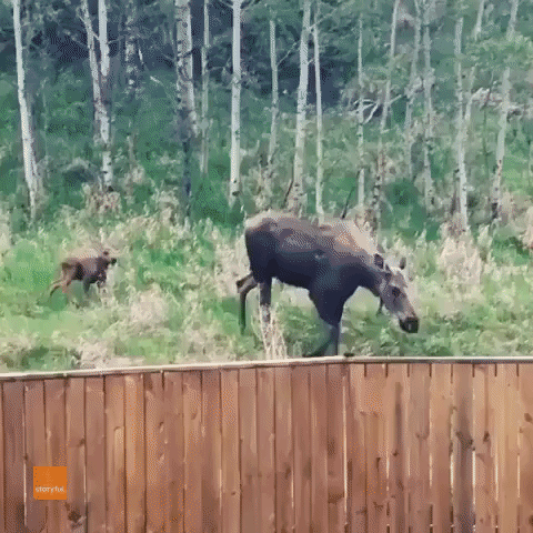 Young Moose Triplets Frolick Near Alberta Forest