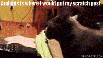 cat problems GIF by Cheezburger