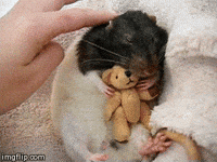 Cuteness Cute Animals GIF