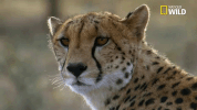 Savage Kingdom Big Cat Week GIF by Nat Geo Wild