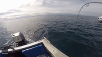 Fisherman Knocked Off Balance by Shark's Tail Whip
