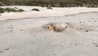 Sea Turtle Builds Its Nest on a Florida Beach
