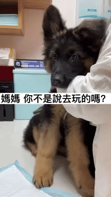 cuteanimalland giphyupload GIF