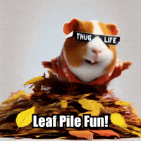 Guinea Pig Autumn GIF by Guinea Gambino