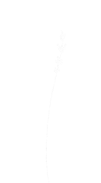 Flower Plant Sticker