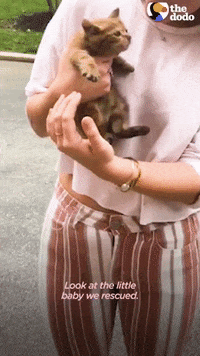 Cute GIF by The Dodo