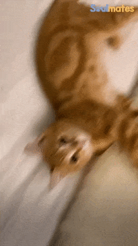 Cute GIF by The Dodo