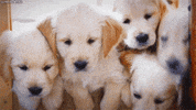 safe for work puppy GIF