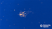 ufo spaceship GIF by Monterey Bay Aquarium