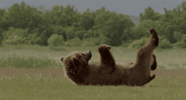 bear lying GIF