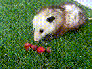 strawberries GIF