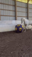 Energetic Horse is Extremely Excited to Play Ball