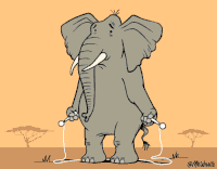 someone animals being jerks GIF